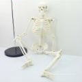 SKELETON06 (12366) Medizin Wissenschaft Klassische Medizinische Anatomie Standard 85 cm Menschen Skelett Modell Puppe